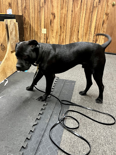 Pet Supply Store «Ace Pet Supply & K-9 Center Inc», reviews and photos, 206 Vanderpool St, Newark, NJ 07114, USA
