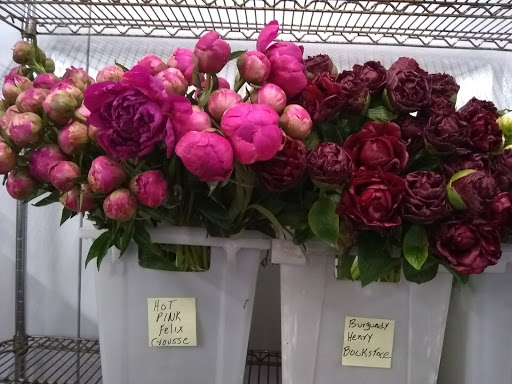 Florist «Botanica Wholesale Florist», reviews and photos, 3208 International Pl, Irving, TX 75062, USA