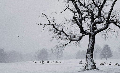 Golf Course «Fairchild Wheeler Golf Course», reviews and photos, 2390 Easton Turnpike, Fairfield, CT 06825, USA