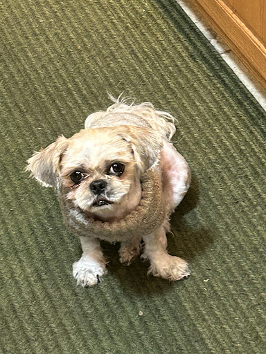 Jarrettsville Veterinary Center image