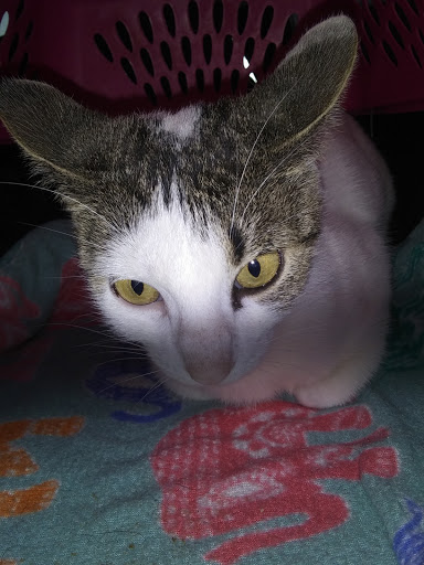 Pet Supply Store «Petco Animal Supplies», reviews and photos, 2358 S Range Ave, Denham Springs, LA 70726, USA