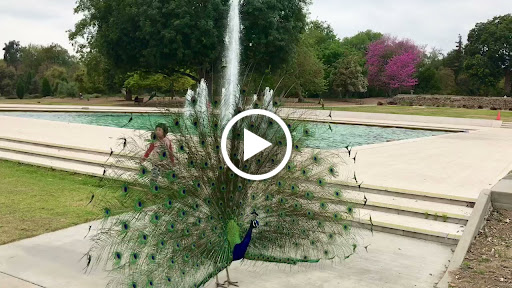 Los Angeles County Arboretum image