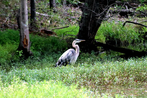 Nature Preserve «Piedmont Environmental Center», reviews and photos, 1220 Penny Rd, High Point, NC 27265, USA