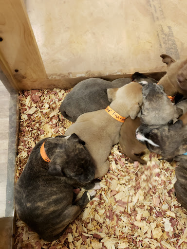 Pet Store «Fish & More Pet Store», reviews and photos, 310 E Main St #8, Sylva, NC 28779, USA