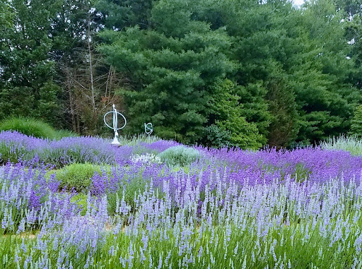 Farm «Blooming Hill Lavender Farm», reviews and photos, 19929 Telegraph Springs Rd, Purcellville, VA 20132, USA