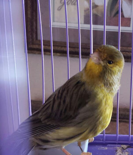 Pet Store «Animal Pet Shop Corporation», reviews and photos, 10843 SW 40th St, Miami, FL 33165, USA