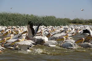 Djoudj National Bird Sanctuary image
