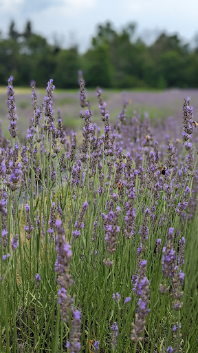 Gift Shop «Hidden Spring Lavender Farm and Gift Shoppe», reviews and photos, 890 Belle Mead-Blawenburg Rd, Skillman, NJ 08558, USA