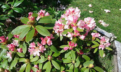 Le Savoir Vert - Elaga'Jardin à Saint-Martin-du-Vivier