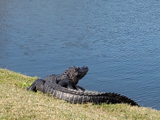 Golf Resort «ChampionsGate Golf Club», reviews and photos, 8575 White Shark Blvd, Davenport, FL 33896, USA