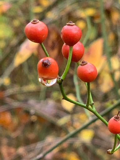 State Park «Nasketucket Bay State Reservation», reviews and photos, Brandt Island Rd,, Mattapoisett, MA 02739, USA