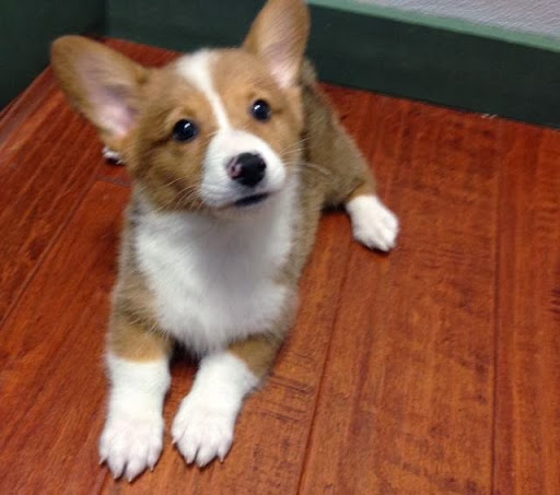 Pet Adoption Service «Petland Novi», reviews and photos, 27200 Novi Rd # A, Novi, MI 48377, USA