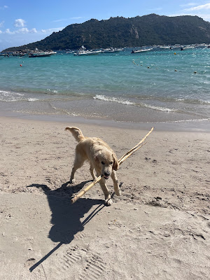 Pawsitive à Châtillon-sur-Cher