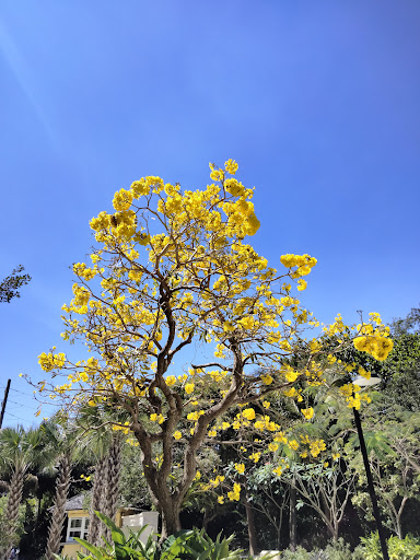 Museum «Bonnet House Museum & Gardens», reviews and photos, 900 N Birch Rd, Fort Lauderdale, FL 33304, USA