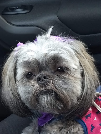 Pet Supply Store «Petco Animal Supplies», reviews and photos, 3060 Evans St #105, Greenville, NC 27834, USA