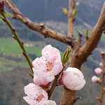 Photo n°7 de l'avis de Michael.u fait le 04/06/2018 à 18:59 sur le  Hotel Sunnwies à Schenna