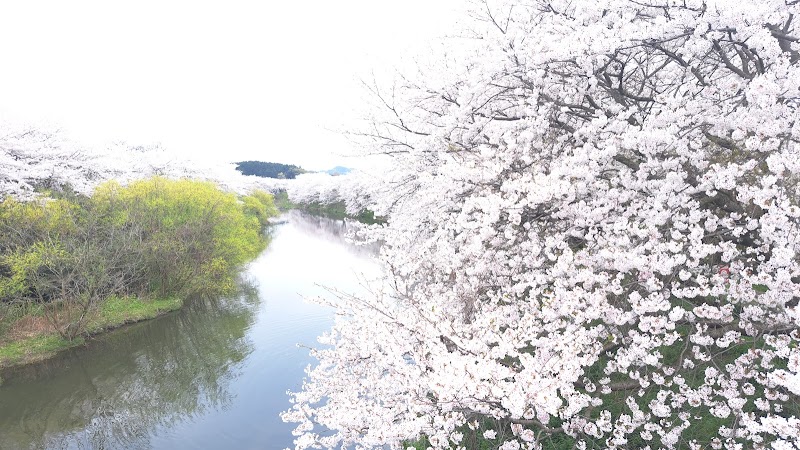 三瓶川桜並木