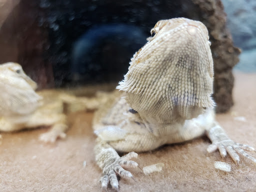 Pet Supply Store «Petco Animal Supplies», reviews and photos, 38069 Town Center Dr #222, Millville, DE 19967, USA