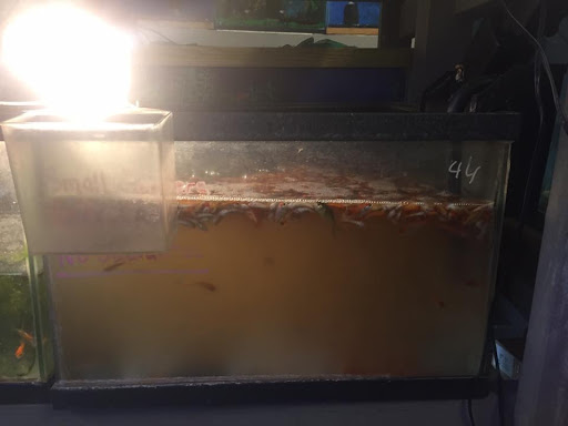 Pet Supply Store «College Greens Pet Center», reviews and photos, 3311 Julliard Dr # A, Sacramento, CA 95826, USA