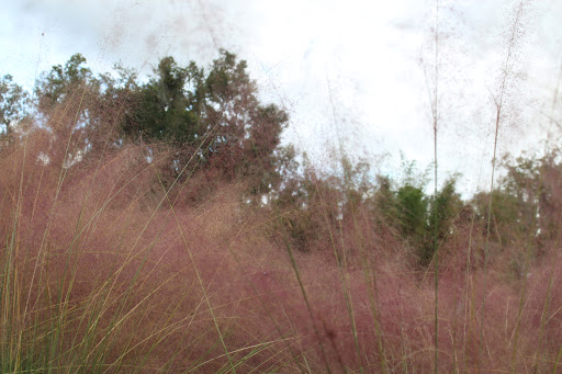 Nature Preserve «MACKAY GARDENS AND LAKESIDE PRESERVE», reviews and photos, 945 Mackay Blvd, Lake Alfred, FL 33850, USA