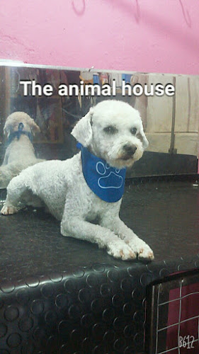 The Animal house - Veterinario