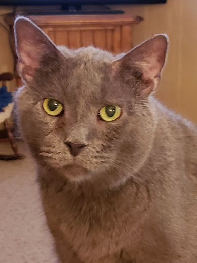 Schreiber Veterinary Services image