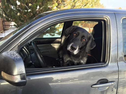 Pet Store «Chow Down», reviews and photos, 1260 Bergen Pkwy, Evergreen, CO 80439, USA