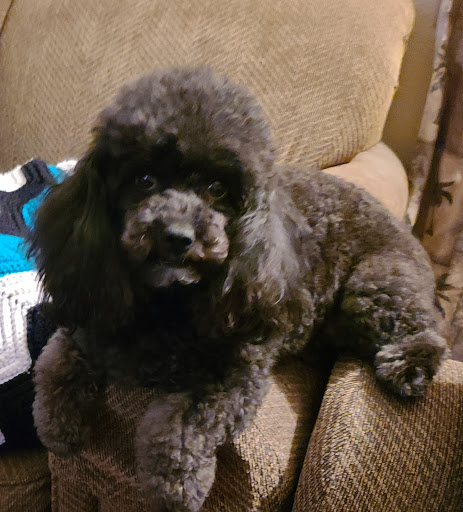 Pet Groomer «Woof Gang Bakery & Grooming Las Vegas», reviews and photos, 7080 N Durango Dr #140, Las Vegas, NV 89149, USA