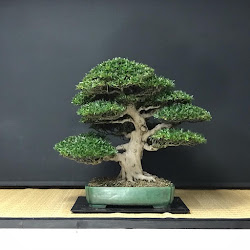 bonsai tamburello / bonsai shop / bonsai esposizione / bonsai schweiz