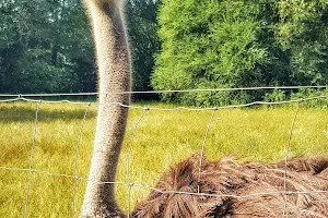 Camel and ostrich farm image