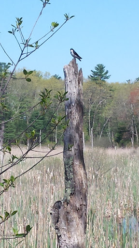 State Park «Lowell-Dracut-Tyngsborough State Forest», reviews and photos, Trotting Park Rd, Dracut, MA 01826, USA