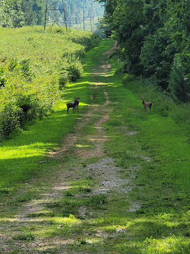 Park «Bowie Nature Park», reviews and photos, 7211 Bowie Lake Rd, Fairview, TN 37062, USA