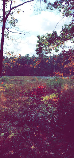 Nature Preserve «The Nature Trail and Cranberry Bog», reviews and photos, 252 Patriot Pl, Foxborough, MA 02035, USA