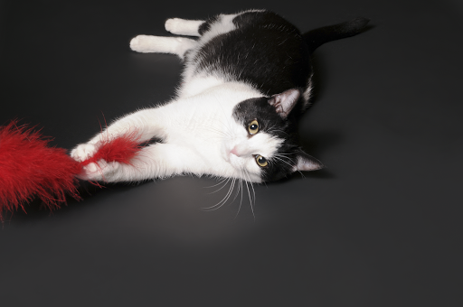 Pharmacy «BCP Veterinarians Pharmacy», reviews and photos, 1614 Webster St, Houston, TX 77003, USA