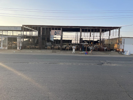 حوش رقم ٥ شركة وادي الحلال للمواشي 