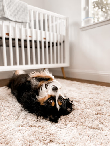 Pet Supply Store «EarthWise Pet Supply - Richardson», reviews and photos, 1310 W Campbell Rd #128, Richardson, TX 75080, USA