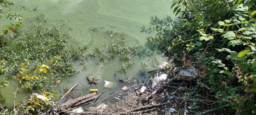 Park «Tukwila Pond Park», reviews and photos, 299 Strander Blvd, Tukwila, WA 98188, USA