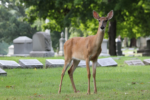 Cemetery «Crown Hill Funeral Home and Cemetery», reviews and photos, 700 38th St, Indianapolis, IN 46208, USA