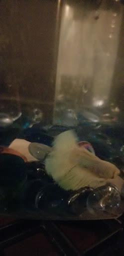 Pet Supply Store «Petco Animal Supplies», reviews and photos, 169 Parkingway, Quincy, MA 02169, USA