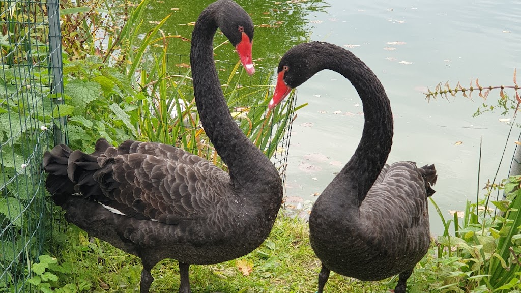 Kleine Arche Wahlstedt