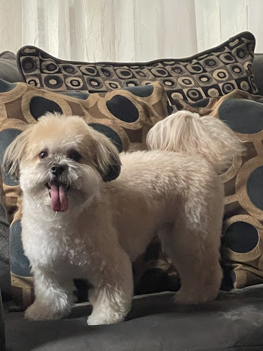 Pet Supply Store «PetSmart», reviews and photos, 17585 Southcenter Pkwy, Tukwila, WA 98188, USA