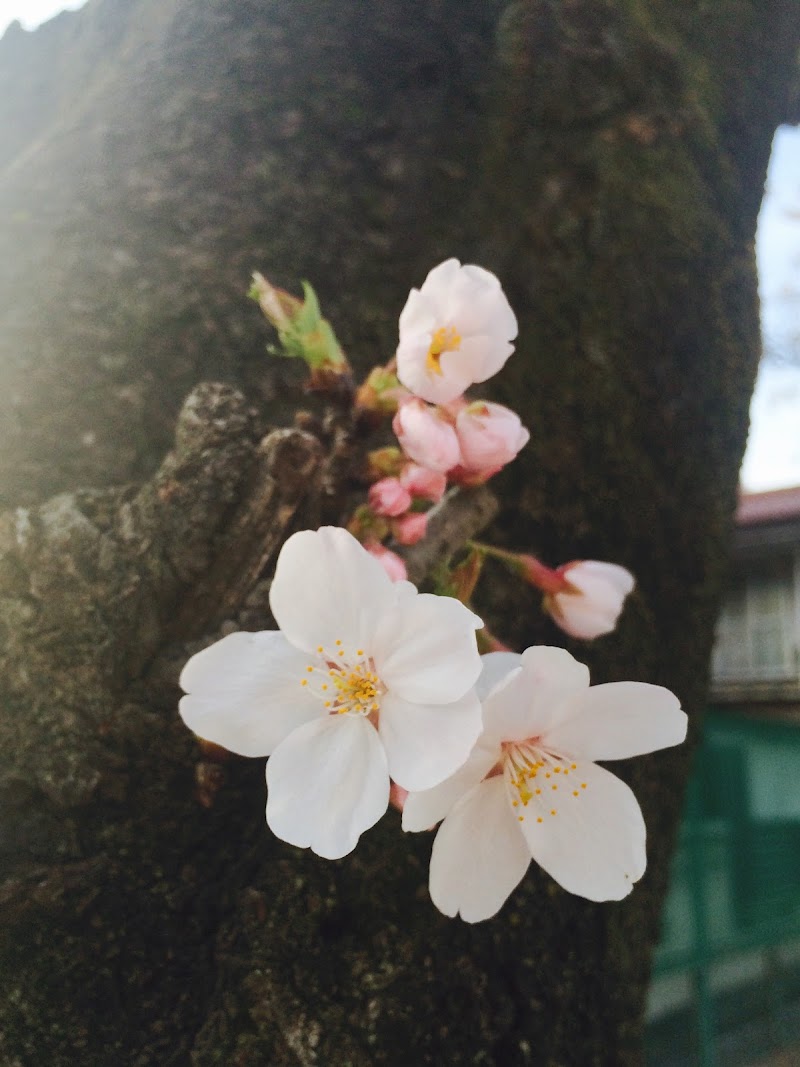 北部児童公園