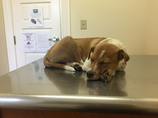 Chevy Chase Animal Clinic image