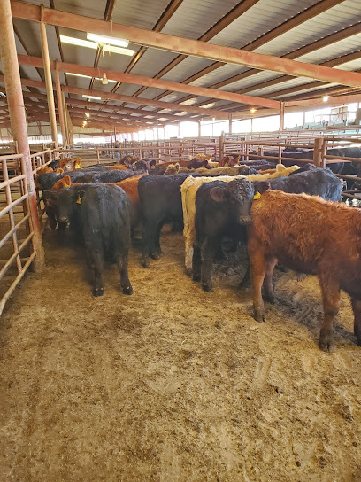 Marysville Livestock Auction