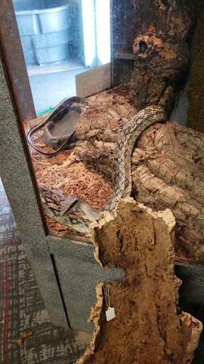 Pet Store «Wet Pet & Reptile Center», reviews and photos, 429 Eastern Blvd, Essex, MD 21221, USA