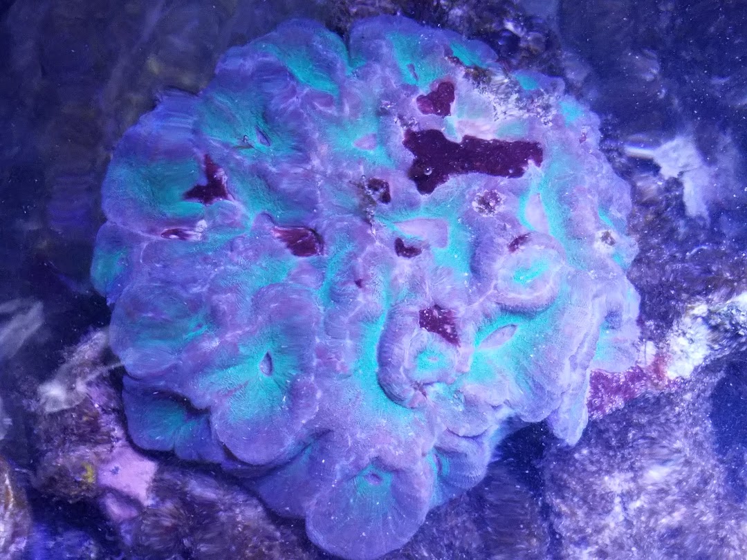 Barras Aquariums