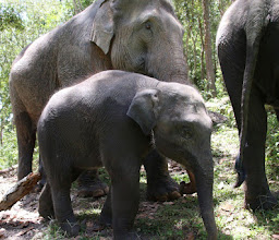 Into the Wild Elephant Camp photo