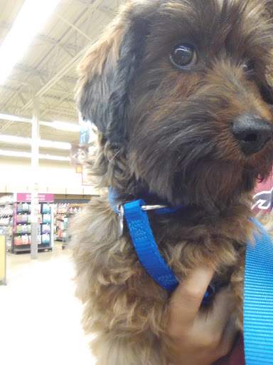 Pet Supply Store «Petco Animal Supplies», reviews and photos, 975 Savannah Hwy #137, Charleston, SC 29407, USA