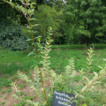 Photo n° 4 de l'avis de Virginie. fait le 15/08/2019 à 17:16 pour Arboretum Al Gau à Espartignac