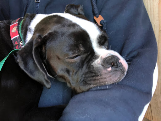 Pet Groomer «Doggie Style Bowtique», reviews and photos, 1713 Westport Rd, Kansas City, MO 64111, USA